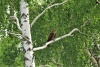 Редкий вид хищной птицы был замечен в заповеднике «Хакасский» 
